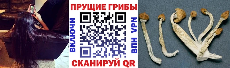 Псилоцибиновые грибы GOLDEN TEACHER  закладки  Томмот 